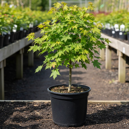 Клен красный Октобер Глори купить