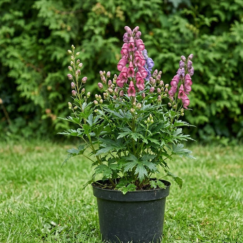 Аконит клобучковый Rubellum купить