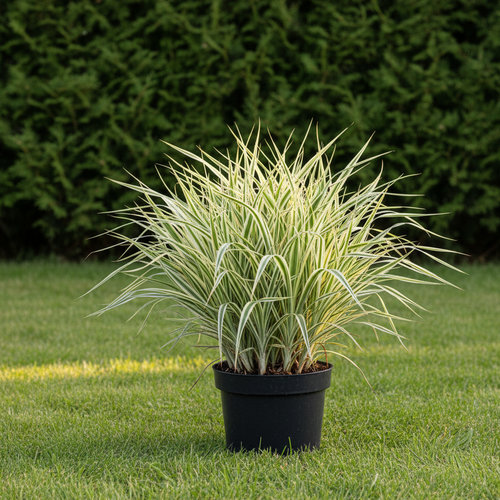 Аир болотный (обыкновенный) Вариэгатус купить