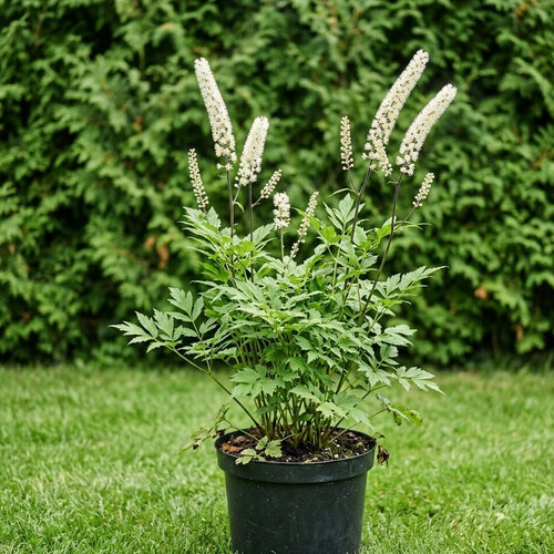 Воронец простой White Pearl купить