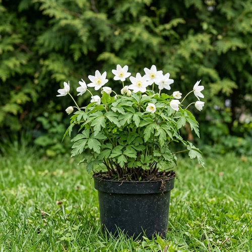 Ветреница дубравная  купить