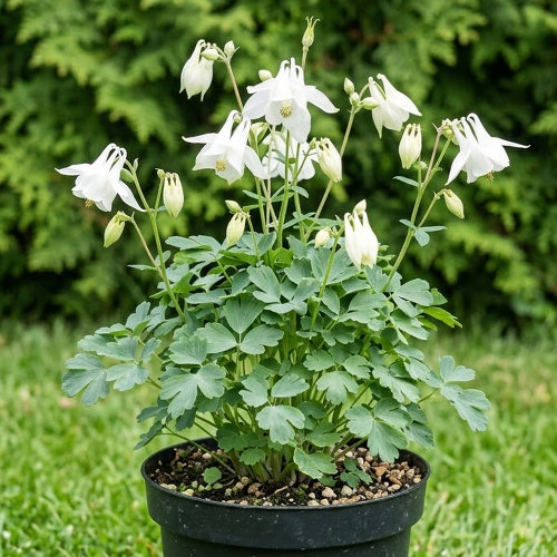 Аквилегия вееровидная Jewel White купить