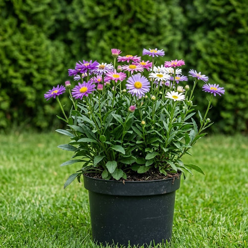 Астра альпийская Микс купить