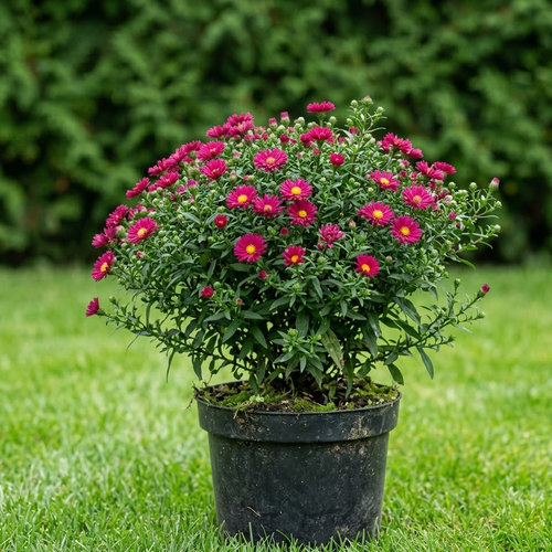 Астра кустообразная Алиса Хаслам купить