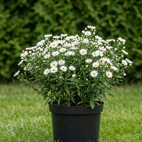 Астра кустообразная Вейс купить