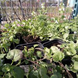 Бакопа  ампельная  купить