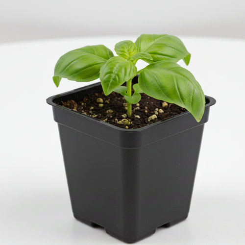 Базилик зеленый Ароматный купить