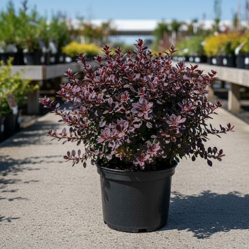 Барбарис Тунберга Атропурпурея (живая изгородь) купить