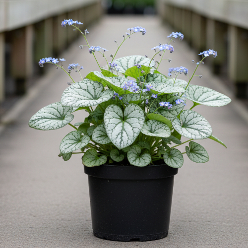 Бруннера крупнолистковая Alexanders Great купить