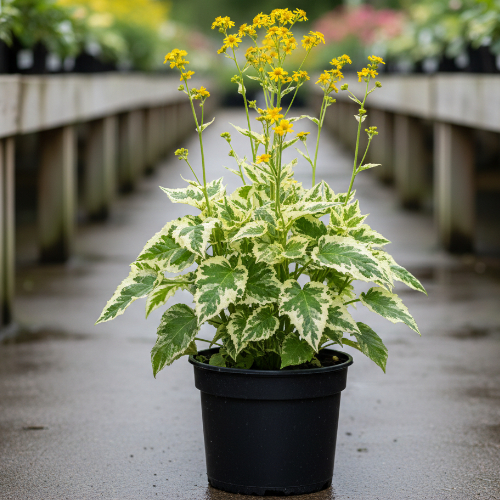 Бузульник Гарден Конфети купить