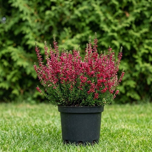 Вереск обыкновенный Дак Бьюти купить