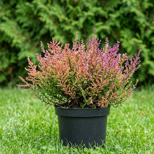 Вереск обыкновенный Питер Спаркес купить