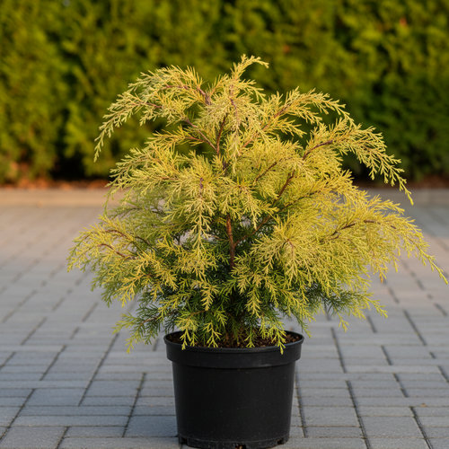 Кипарисовик горохоплодный Филифера Аурея купить