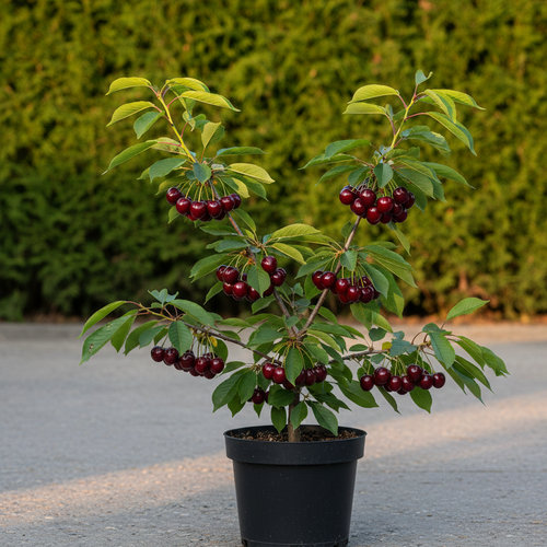 Черешня Оленька купить