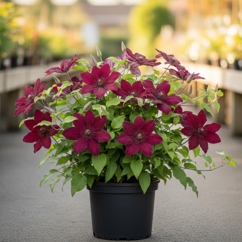 Клематис Кардинал Визинский  купить