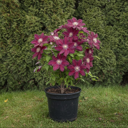 Клематис Май Бьюти купить