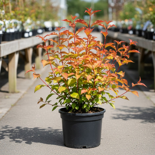 Дерен красный Мидвинте Файа купить