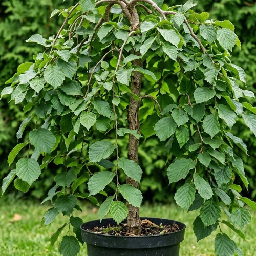 Лещина обыкновенная Пендула купить