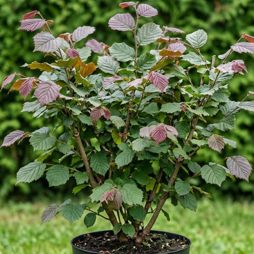 Лещина обыкновенная Роуде Зелернут купить