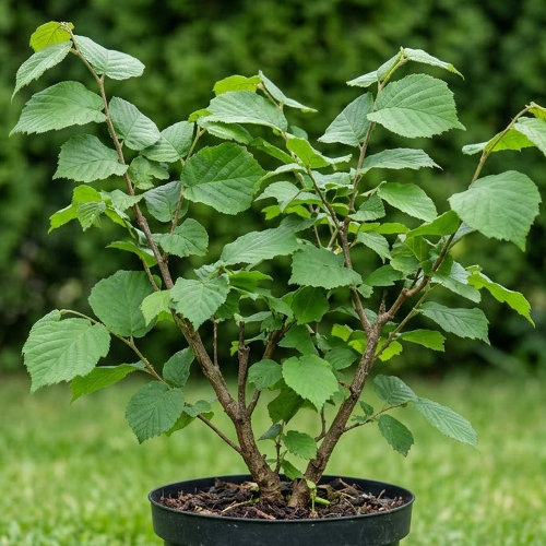 Лещина обыкновенная Веббс Прайс Коб купить