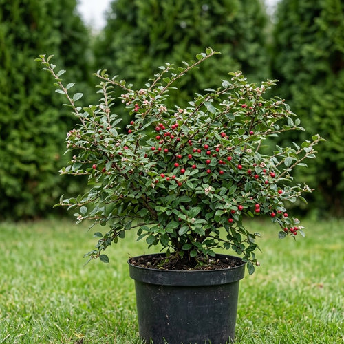 Кизильник растопыренный купить