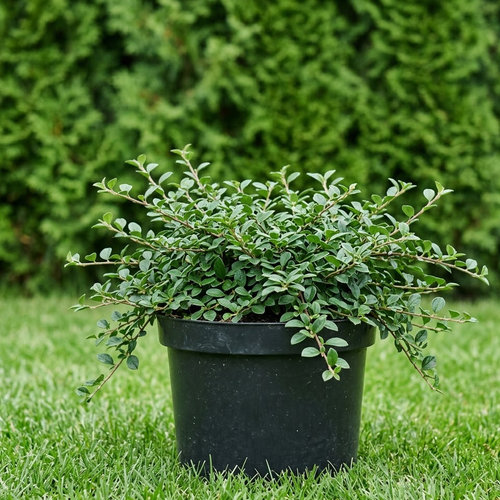 Кизильник лежачий Куин оф Капет купить