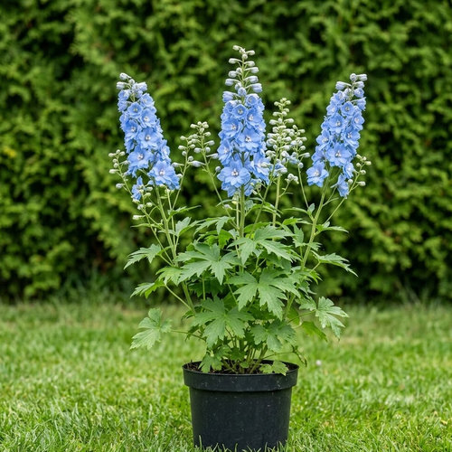 Дельфиниум высокий Опал купить