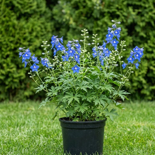Дельфиниум культурный Голубая бабочка купить