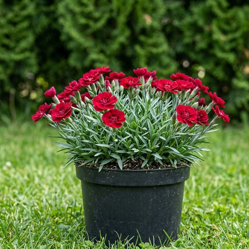 Гвоздика альпийская купить