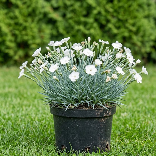 Гвоздика серовато-голубая Альбус купить