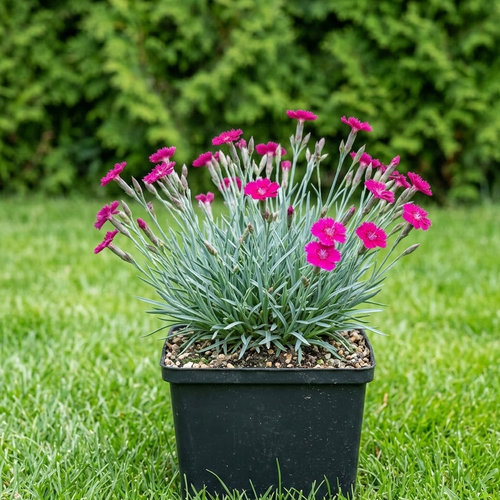 Гвоздика серовато-голубая Бадения купить