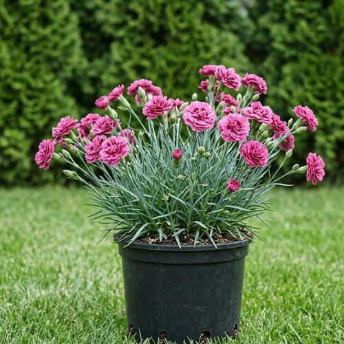 Гвоздика перистая Мегги купить