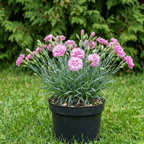 Гвоздика перистая Мэджик купить