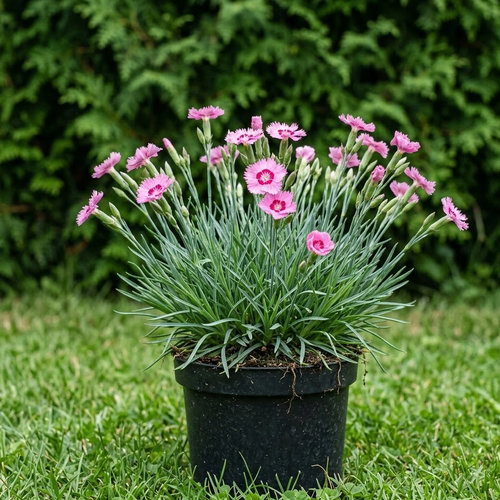 Гвоздика перистая Мунот купить