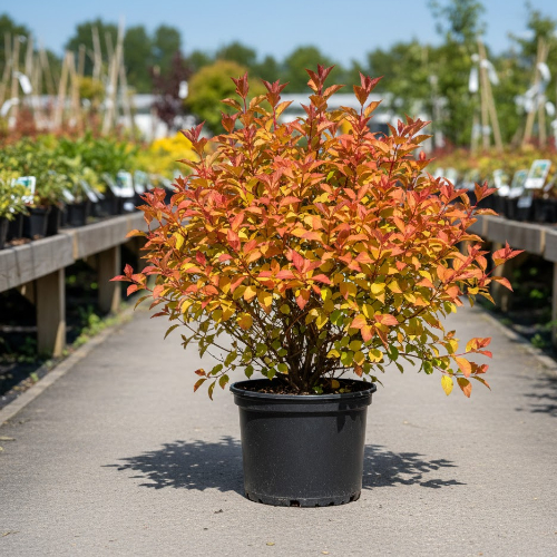 Диервилла ручейная Ханиби купить