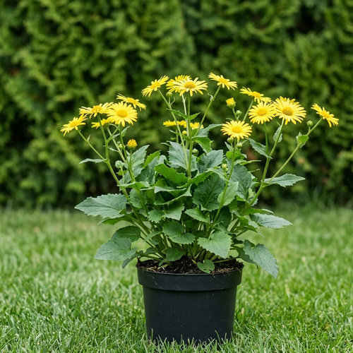 Доронкиум кавказский купить