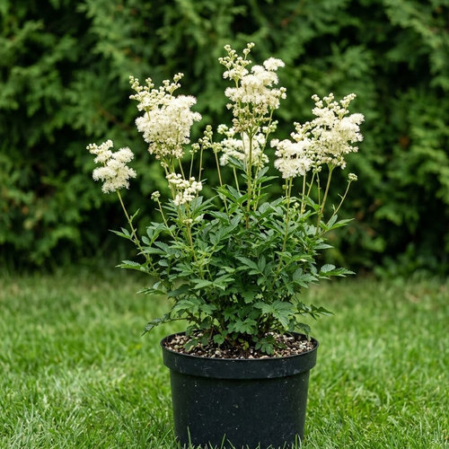 Таволга обыкновенная Плена купить