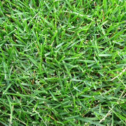 Рулонный газон Стандартный купить