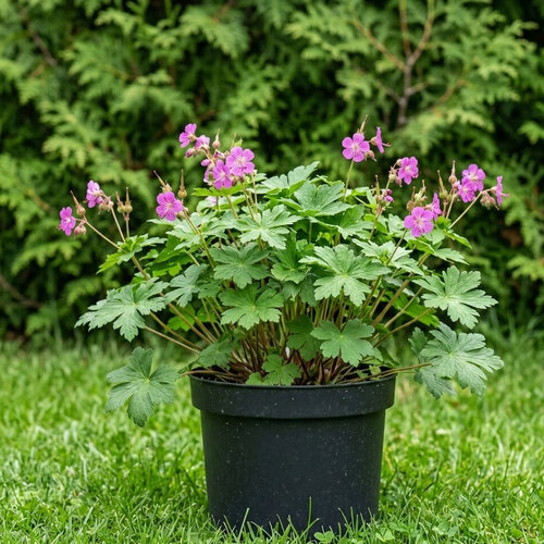 Герань балканская (крупнокорневищная) купить