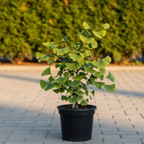 Гинкго-билоба купить