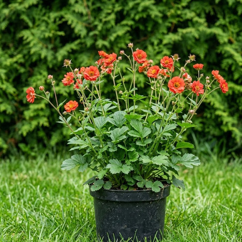 Гравилат Мисис Бредшоу купить