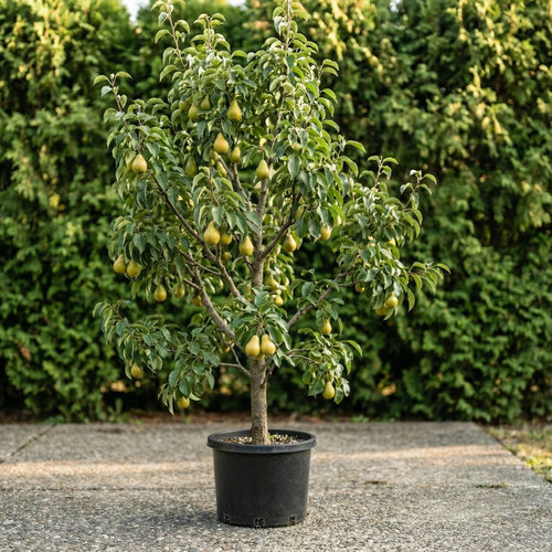 Груша Детская купить