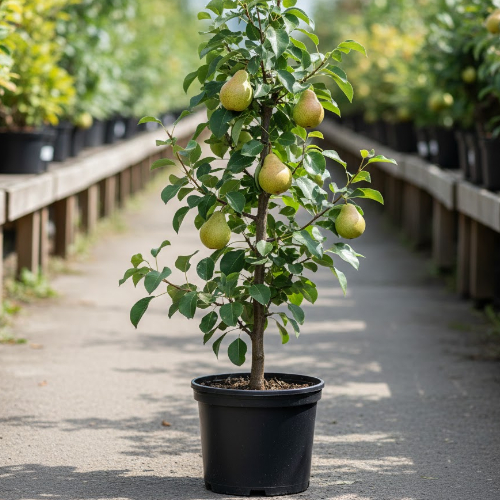 Груша Дюймовочка купить