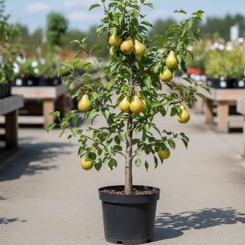 Груша Видная купить