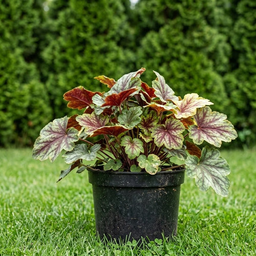 Гейхера американская Ринг оф Файр купить