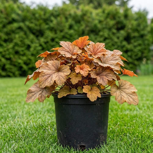 Гейхерелла Баттеред Рам купить