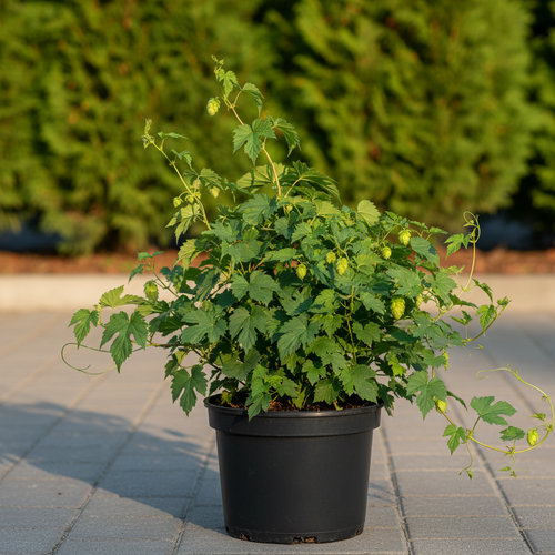 Хмель вьющийся купить