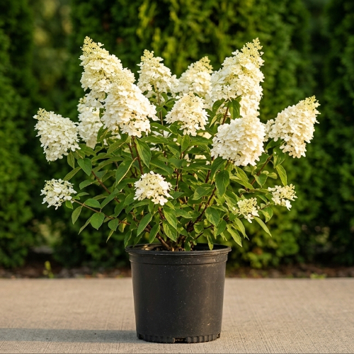 Гортензия метельчатая Бэйби Лейс купить