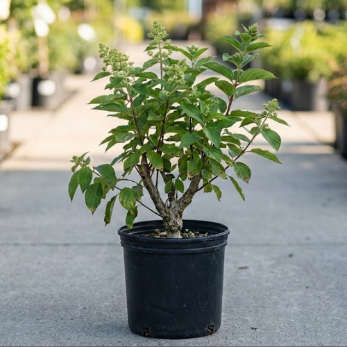 Гортензия метельчатая Би Свит купить