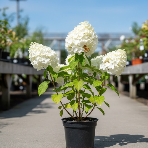 Гортензия метельчатая Грандифлора (живая изгородь) купить